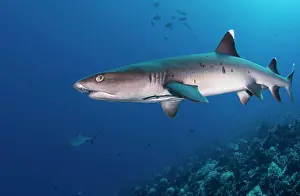 Chordate Prints: Whitetip reef shark (Triaenodon obesus), Fakarava, French Polynesia