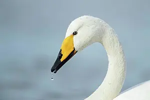 Adult Animal Prints: Whooper swan (Cygnus cygnus), adult