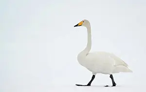 Finland Prints: Whooper Swan (Cygnus cygnus), Kuusamo, Finland, Europe