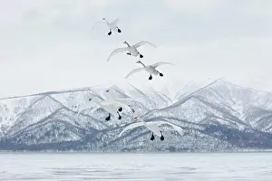 Animal Prints: Whooper Swan (Cygnus cygnus) mid-air in winter