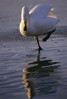 Daylights Prints: A whooper swan, Japan