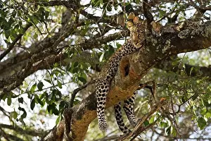 Acacia Prints: Wild african leopard in acacia tree enjoys the sun sunshine in Masai Mara National Nature Reserve Kenya East Africa