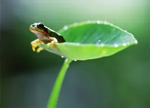 Frog Prints: Wild Animal