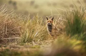 Animal Prints: Wild animal in dry grass in autumn