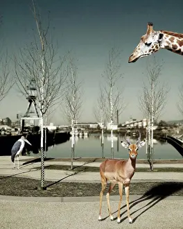 Antelope Prints: Wild animals in the city, Composite