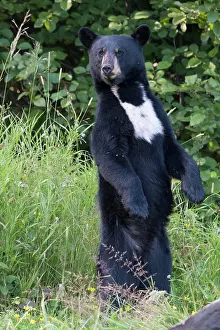 Ontario Prints: Wild black bear (Ursus americanus) with unique chest marking