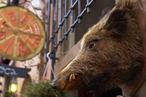 Tuscany Prints: Wild Boar head. Volterra. Tuscany. Italy