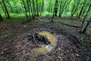 Chordate Prints: Wild boar wallow, mud pool in the Queen's Forest, Lorraine, France