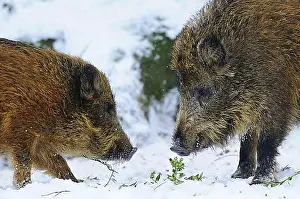Young Animals Prints: Wild boars (Sus scrofa), sideways