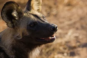 Red Data Prints: Wild Dog (Lycaon pictus). Hoedspruit Conservation Centre