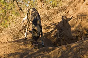 Red Data Prints: Wild Dog (Lycaon pictus). Hoedspruit Conservation Centre
