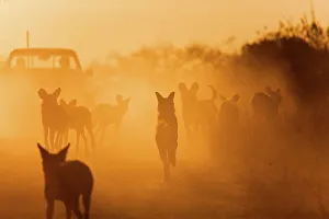 Red Data Prints: Wild Dog (Lycaon pictus). Hoedspruit Conservation Centre