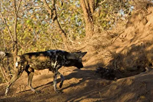 Red Data Prints: Wild Dog (Lycaon pictus). Hoedspruit Conservation Centre