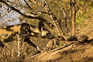 Horizontal Photograph Prints: Wild Dog (Lycaon pictus). Hoedspruit Conservation Centre