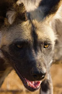 Vertical Photograph Prints: Wild Dog (Lycaon pictus). Hoedspruit Conservation Centre