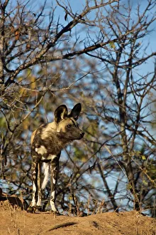 Vertical Photograph Prints: Wild Dog (Lycaon pictus). Hoedspruit Conservation Centre