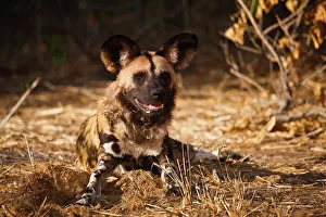 Red Data Prints: Wild Dog (Lycaon pictus). Northern Tuli Game Reserve