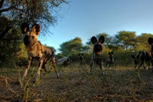 Wild Dog (Lycaon pictus). Northern Tuli Game Reserve