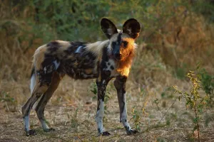 Wild Dog (Lycaon pictus). Northern Tuli Game Reserve