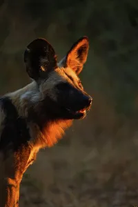 Vertical Photograph Prints: Wild Dog (Lycaon pictus). Northern Tuli Game Reserve