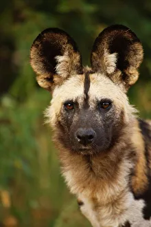 Vertical Photograph Prints: Wild Dog (Lycaon pictus). Northern Tuli Game Reserve