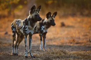 Red Data Prints: Wild Dog (Lycaon pictus). Northern Tuli Game Reserve