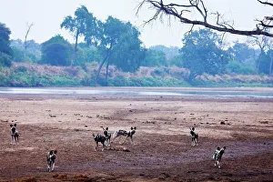 Red Data Prints: Wild Dog (Lycaon pictus). Northern Tuli Game Reserve