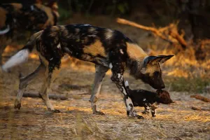 Red Data Prints: Wild Dog (Lycaon pictus). Northern Tuli Game Reserve