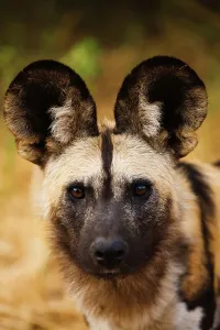 Vertical Photograph Prints: Wild Dog (Lycaon pictus). Northern Tuli Game Reserve