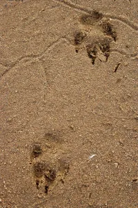 Imfolozi Prints: Wild dog (Lycaon pictus) soor in White Umfolozi River