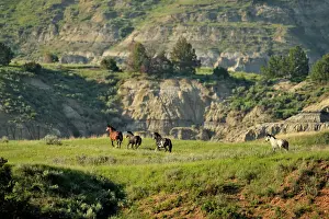 Small Group Prints: Wild feral horse Equus caballus Band of horses