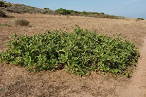 Arid Prints: Wild fig tree, Ficus carica, prostrate shrub / tree on the coast of Sardinia, September