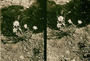 1900 Prints: Wild flowers of Palestine. Wild salsify. (Scorzonera papposa DC.) 1900