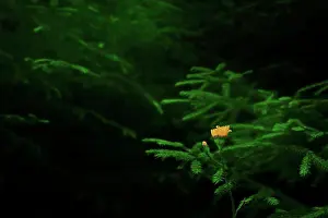 Coniferous Prints: Wild forest flower against evergreen branches, Zubin Potok, Kosovo