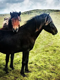 Stallion Prints: Wild horses in Southwest Iceland, Scandinavia, Europe