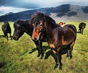 Farm Prints: Wild horses in Southwest Iceland, Scandinavia, Europe