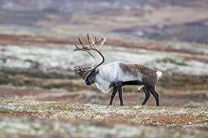 Adult Male Prints: Wild mountain reindeer (Rangifer tarandus tarandus)