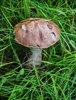 Southeast Prints: Wild mushroom growing in Skaftafell national park