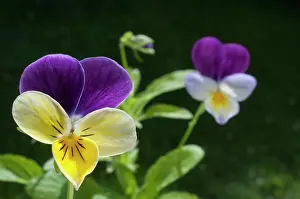 Petals Prints: Wild pansy close-up flower close-up detail