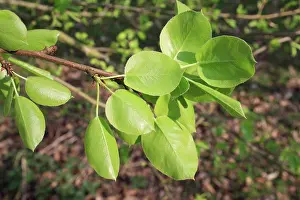 England Prints: Wild Pear (Pyrus pyraster) close-up of leaves underside