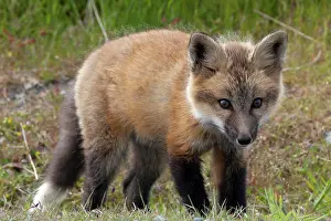 Canine Prints: Wild Red Fox Kit, Vulpes vulpes