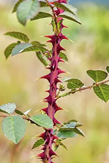 Bokeh Prints: Wild rose stem with large thorns