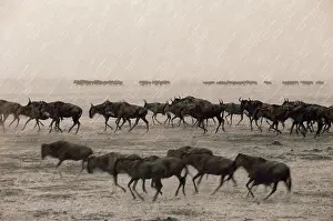 Determined Prints: Wildebeest in rain, Masai Mara, Kenya