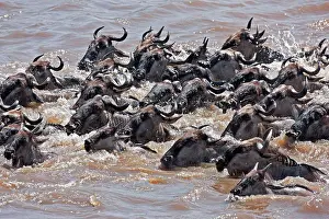 Antelope Prints: Wildebeest swimming across the Mara River during their annual migration from the Serengeti National Park in Northern