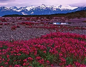 Colourful Prints: Wildflower Fields at Alaska Lake Glacier Bay National Park and Preserve Alaska