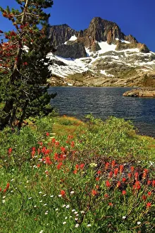 Pastoral Prints: Wildflowers near Garnet Lake and Banner Peak in the Ansel Adams Wilderness, California
