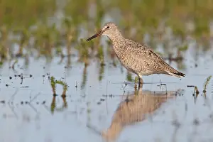 North American Prints: Willet (Catoptrophophorus Semipalmatus) In A Mudflat In Alberta, Canada