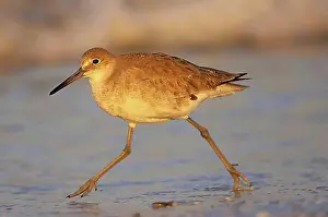 Florida Prints: Willet (Catoptrophorus semipalmatus) adult