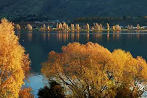South Island Prints: Willow and poplar trees in autumn, Lake Wanaka, Otago, South Island, New Zealand