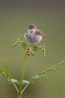 Singing Prints: Willow Warbler (Phylloscopus trochilus) adult